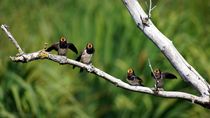 hungry little swallows - Hungrige Kleine Schwalben by mateart