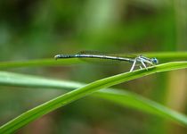 Libelle auf Grashalm - dragonfly on blade of grass von mateart