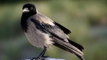 Nebelkrähe - dun crow by mateart