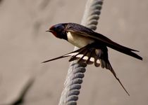 Rauchschwalbe - barn-swallow by mateart