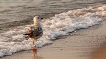 seagull walking at the beach - Möwe am Strand von mateart
