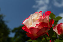 the rose von Andreas Levi