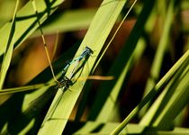 Libellenliebe - love of dragonflies von mateart