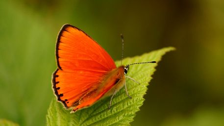 Butterfly-orange
