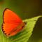 Butterfly-orange
