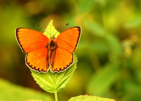 Butterfly-orange-2