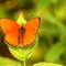 Butterfly-orange-2