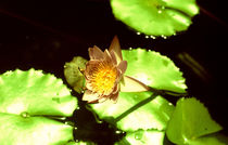 water lily 1 by Giorgio Giussani