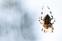Portrait Of A Cross Spider by Jukka Palm