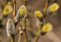 Goat Willow by Jukka Palm