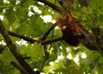 Hanging around in green 2 - squirrel - Abhängen im Grünen 2 - Eichhörnchen auf Eiche by mateart