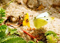 cabbage white in colorful environment - Kohlweißling in farbigem Ambiente by mateart