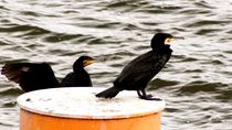 Zwei Kormorane - two cormorants von mateart
