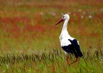 Storch in sommerlicher Wildblumenwiese - stork in colorful greenfield von mateart