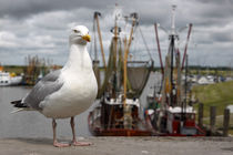 Silbermöwe im Hafen - herring gull in the harbor von ropo13