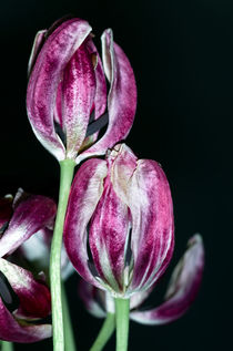 welkende Tulpen by fotolos