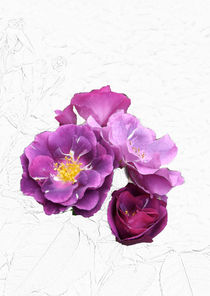 Violette Rosenblüten I von lorenzo-fp
