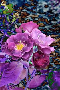 Violette Rosenblüten II von lorenzo-fp