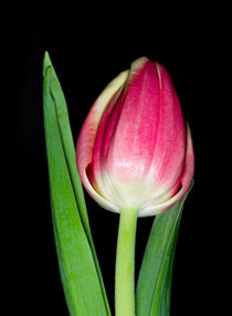 Tulpe von fotolos