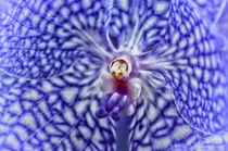 Blue Orchid von Mary Lane