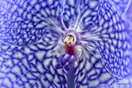 Blue-orchid