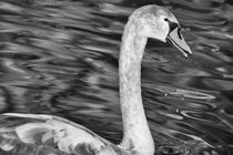 Juvenile Swan von Mary Lane