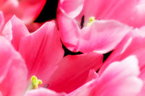 Pink Tulips by Mary Lane