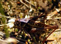Heuschrecke an der Ostsee - Grasshopper near baltic sea by mateart