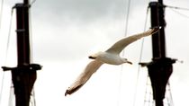 Fliegende Möwe vor Schiffsmasten - Flying seagull in front of masts by mateart
