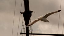 Fliegende Möwe vor Schiffsmast - Flying seagull in front of a mast von mateart