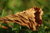 Herbstblatt by fotolos