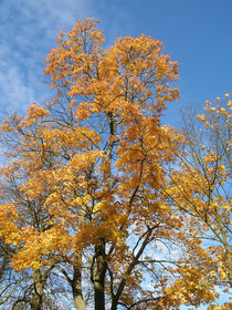 Herbstbaum von fotolos