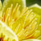Tulip-tree-flower