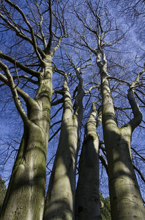 Bäume von fotolos