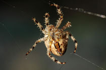 Spinne im Netz von Daniel Kühne