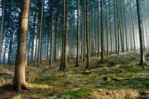lichter Wald von Daniel Kühne