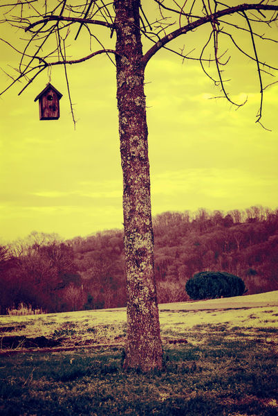 Tree-birdhouse
