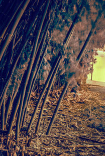 Bamboo in Infrared von Melanie Mayne