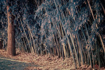 Bamboo forest in Infrared by Melanie Mayne