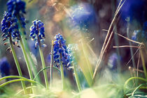 Blue Flowers von Melanie Mayne
