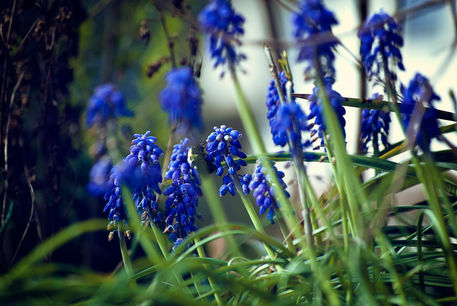 Blue-flowers-bee