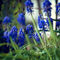 Blue-flowers-bee