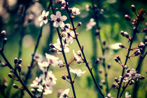 Cherry Blossom Branches by Melanie Mayne