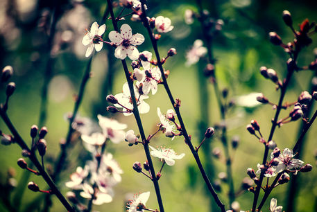 Cherry-blossoms-2