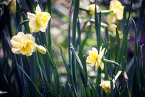 Daffodils von Melanie Mayne