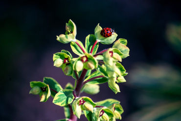 Lady-bug-plant