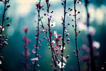 Teal Cherry Blossom Branches by Melanie Mayne
