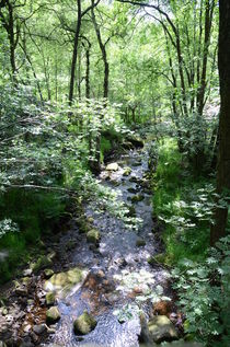 Forest Stream by Malcolm Snook