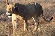 Lioness in the Wild von Pravine Chester