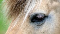 A horse's eye - Pferdeauge by mateart